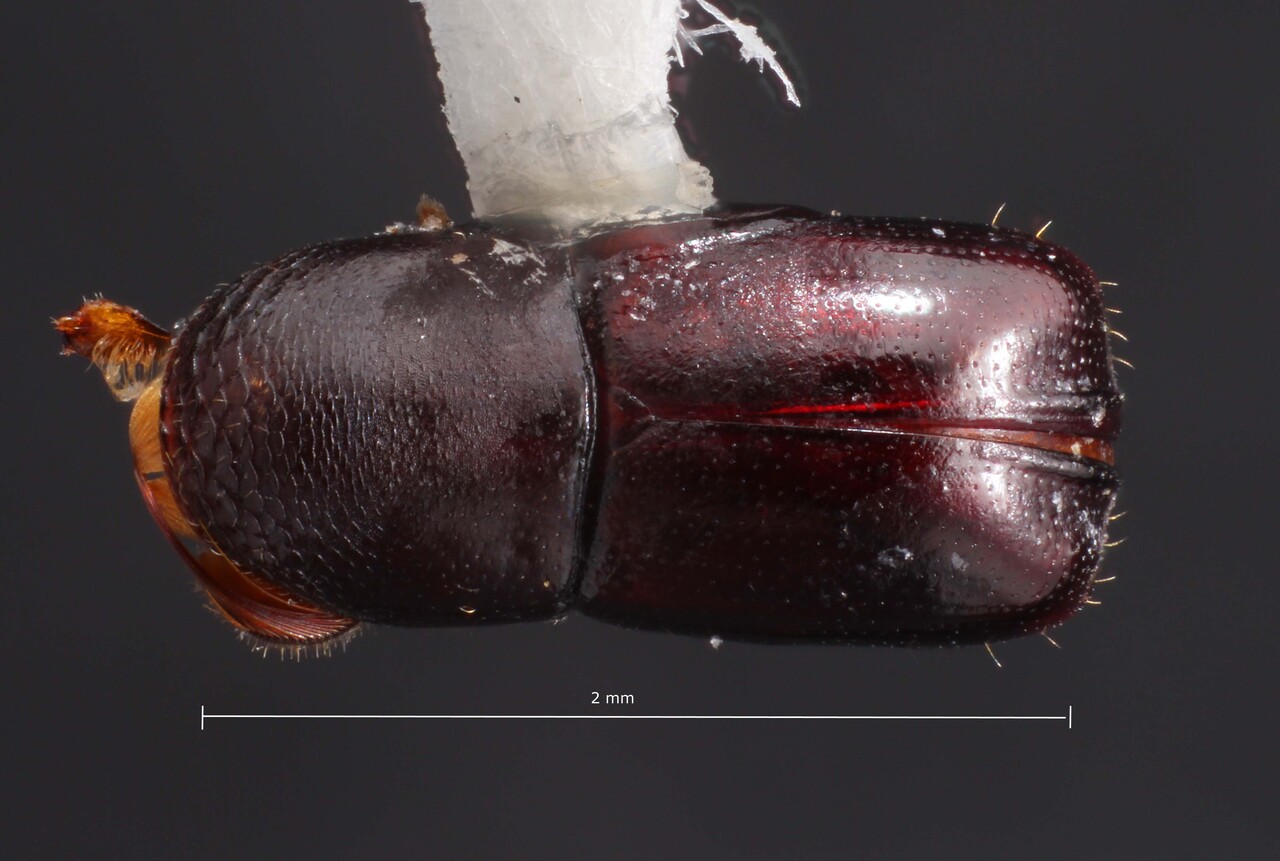 Genus / Species: Corthylus papulans | Image Author: TH Atkinson | Location: Honduras, El Paraíso, Capire, 8.3 km NE | Collection: University of Texas Insect Collection
