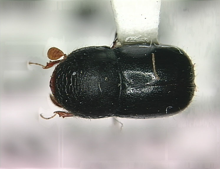 Genus / Species: Corthylus pinguis | Image Author: SL Wood | Location: Venezuela, Bolivar, El Palmar, 30 km E | Collection: Entomology