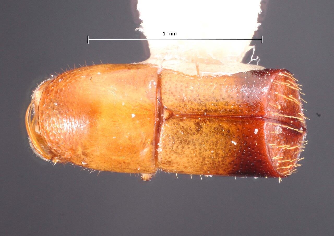 Genus / Species: Corthylus procerus | Image Author: TH Atkinson | Location: Costa Rica, Heredia, La Selva Biol. Sta., 3 km S Pto. Viejo | Collection: Texas A&M University Insect Collection