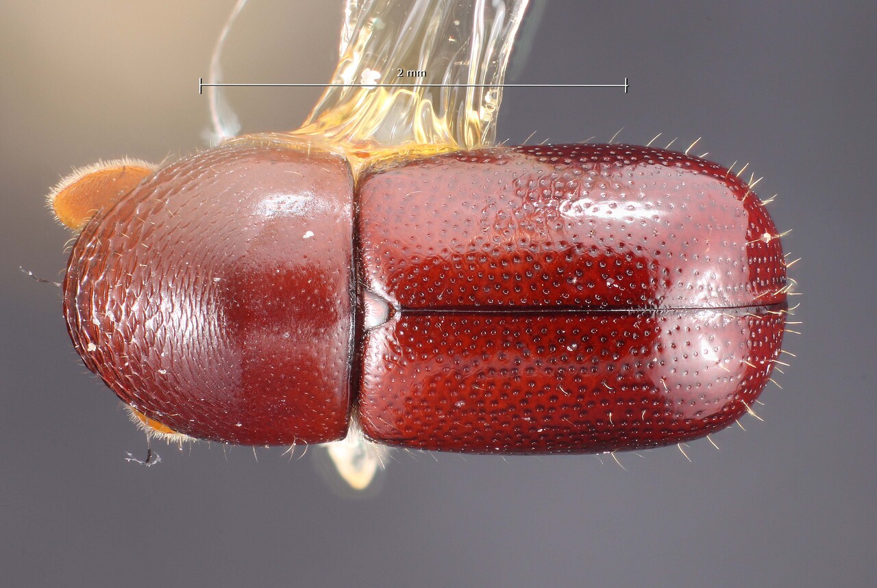 Genus / Species: Corthylus punctatissimus | Image Author: TH Atkinson | Location: United States, New York, Fabius | Collection: Texas A&M University Insect Collection