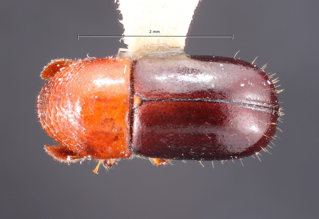 Genus / Species: Corthylus rubricollis | Image Author: TH Atkinson | Location: Panamá, Chiriquí, Cerro Punta, 2.5 km W | Collection: Texas A&M University Insect Collection