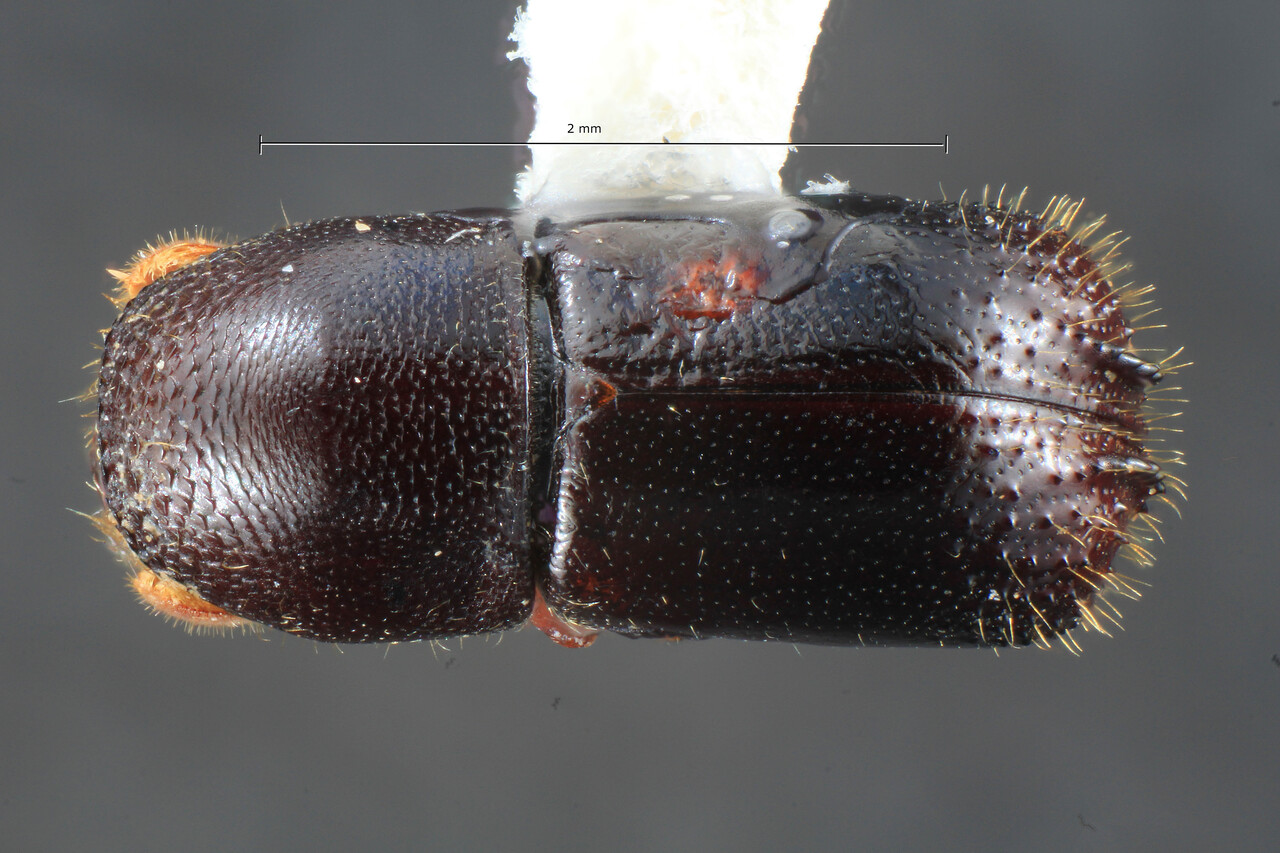 Genus / Species: Corthylus granulocristatus | Image Author: TH Atkinson | Location: México, Chiapas, San Cristobal, 11 km NE, Hwy 199 | Collection: Entomology