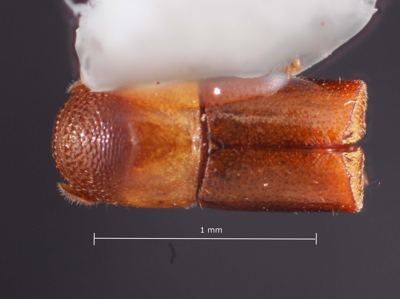 Genus / Species: <i>Corthylus truncatiformus</i> | Image Author: TH Atkinson | Location: Brazil, Paraná, Monte Alegre | Image Type: paratype | Collection: Faculdade de Engenharia