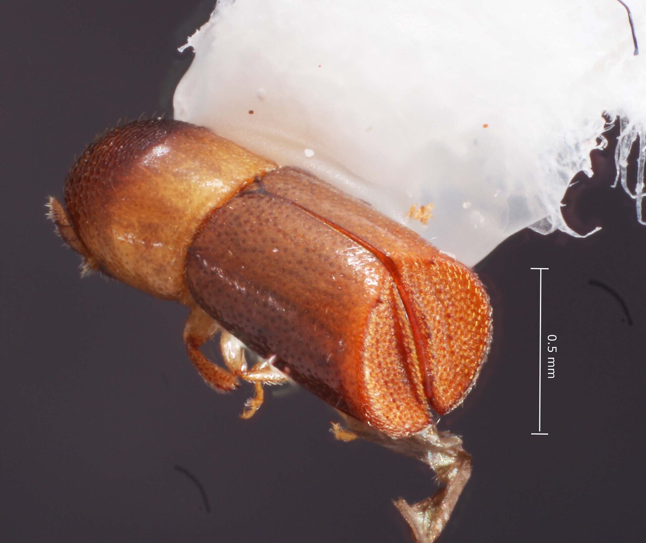 Genus / Species: <i>Corthylus truncatiformus</i> | Image Author: TH Atkinson | Location: Brazil, Paraná, Monte Alegre | Image Type: paratype | Collection: Faculdade de Engenharia