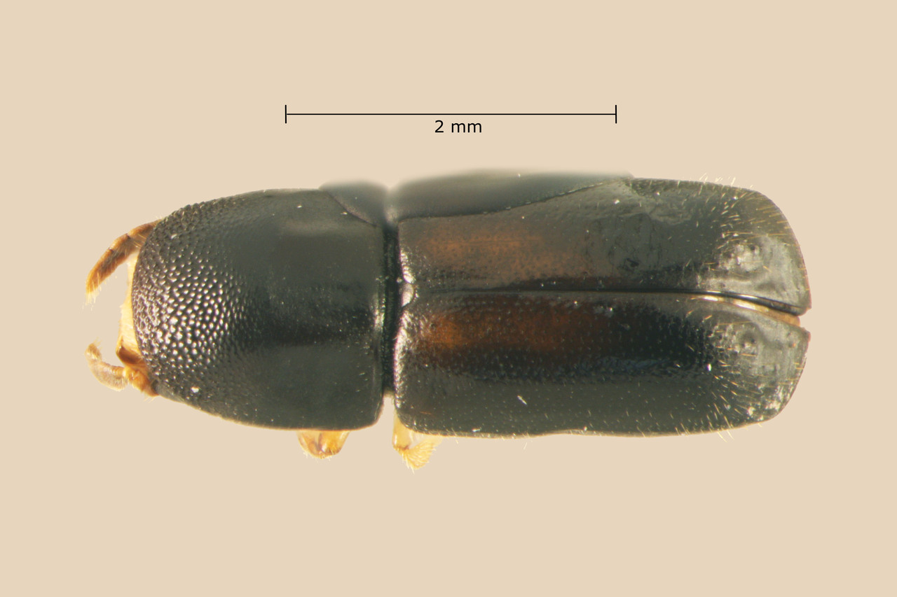 Genus / Species: Glochinocerus gemellus | Image Author: TH Atkinson | Location: México, Oaxaca, Santiago Comaltepec | Collection: University of Texas Insect Collection
