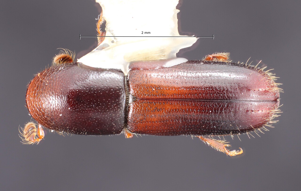 Genus / Species: Gnathotrichus alniphagus | Image Author: TH Atkinson | Location: México, Morelos, Zempoala | Collection: Texas A&M University Insect Collection