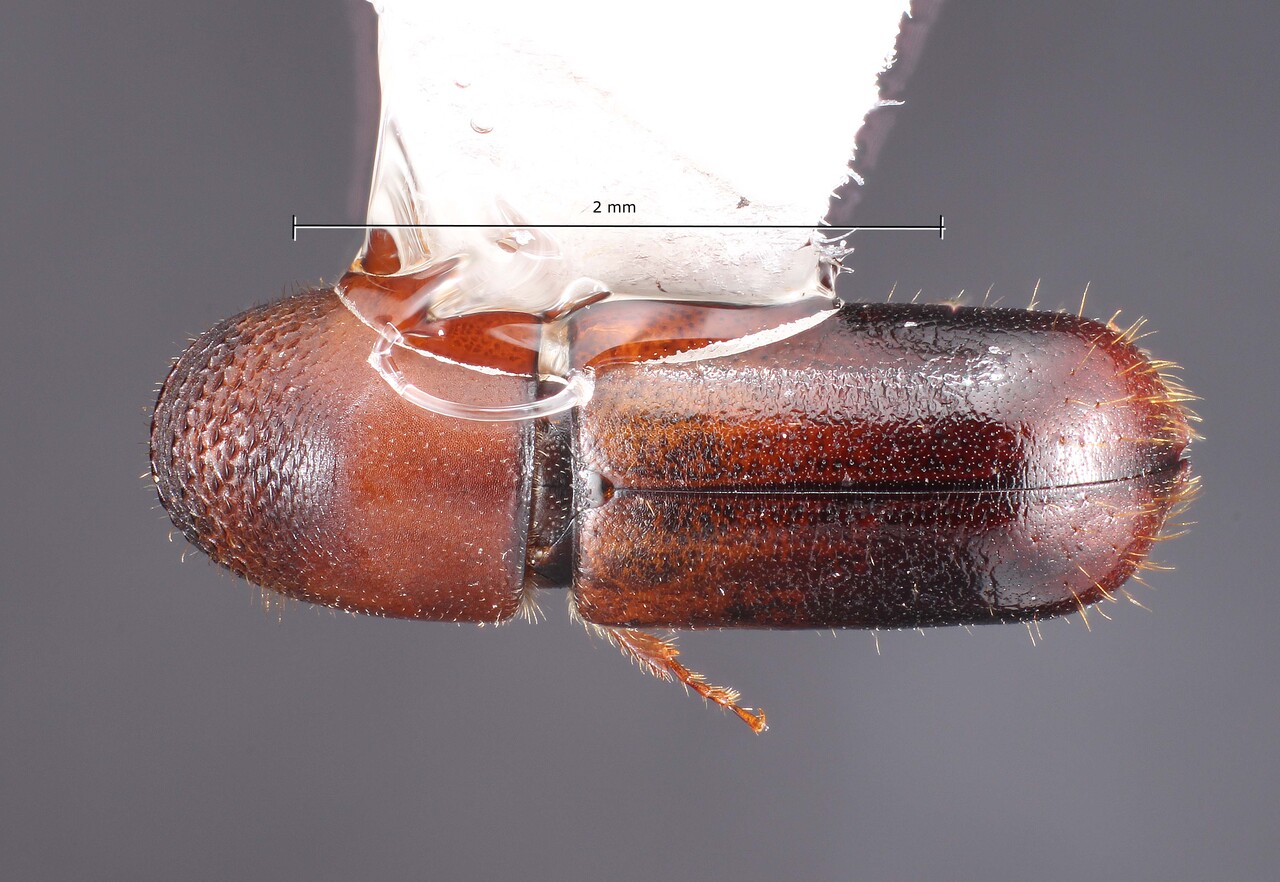Genus / Species: Gnathotrichus deleoni | Image Author: TH Atkinson | Location: México, Sonora, Mesa del Campanero | Collection: University of Texas Insect Collection