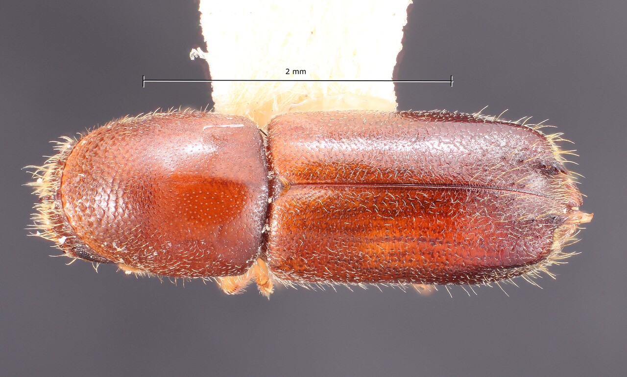 Genus / Species: Gnathotrichus dentatus | Image Author: TH Atkinson | Location: México, México, San Rafael | Collection: Texas A&M University Insect Collection