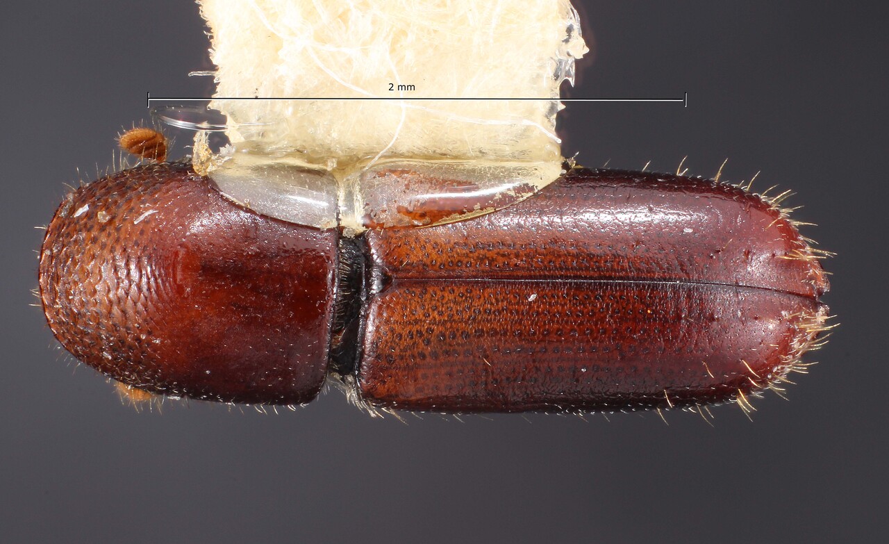 Genus / Species: Gnathotrichus denticulatus | Image Author: TH Atkinson | Location: México, México, Carr. Toluca-Zitácuaro, km 54 | Collection: Texas A&M University Insect Collection