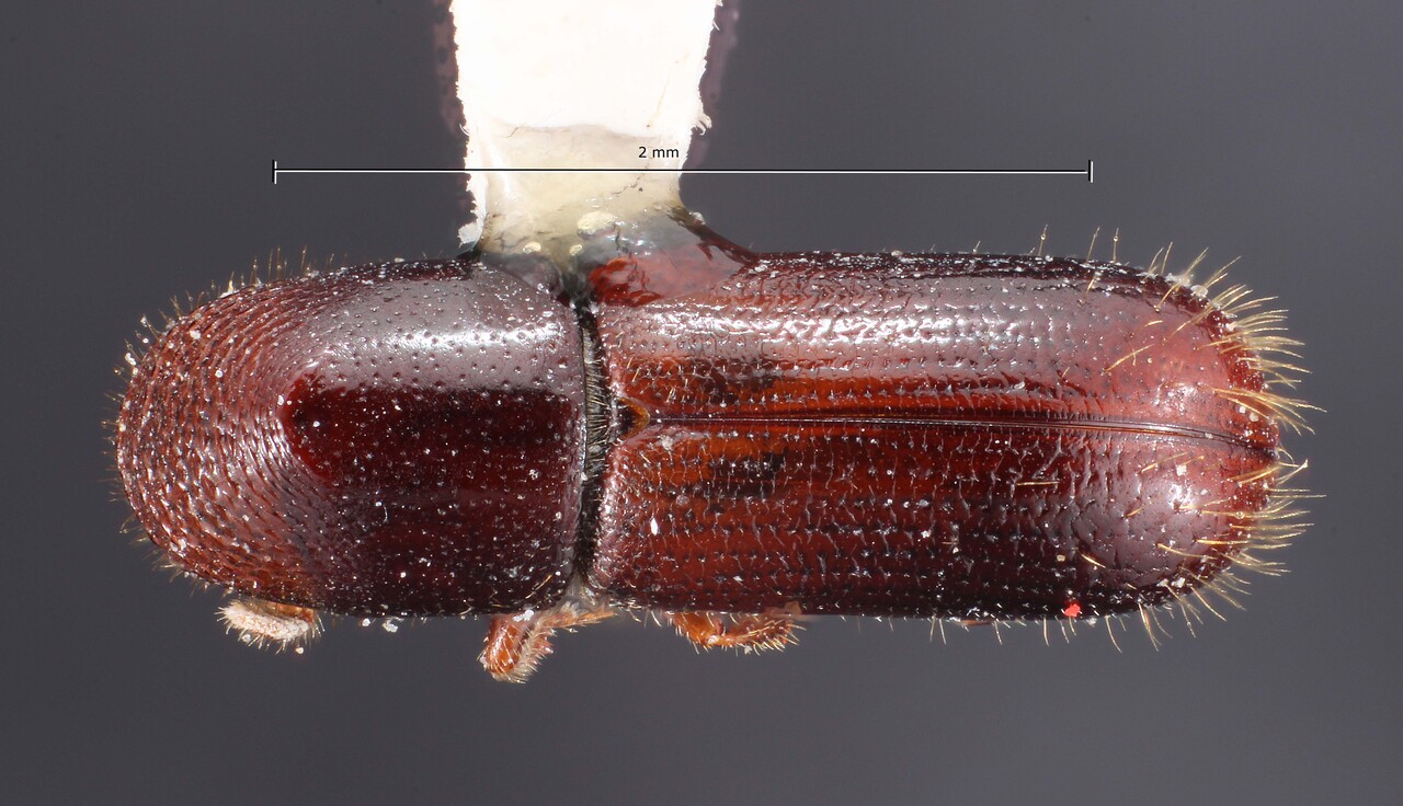 Genus / Species: Gnathotrichus imitans | Image Author: TH Atkinson | Location: México, Durango, El Salto, 10 mi W | Image Type: paratype | Collection: Texas A&M University Insect Collection