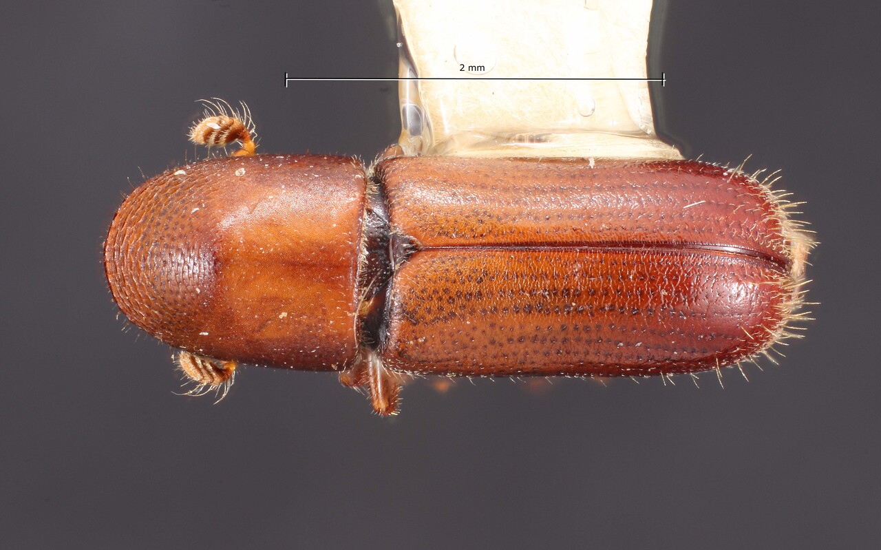 Genus / Species: Gnathotrichus nitidifrons | Image Author: TH Atkinson | Location: México, Tlaxcala, Panotla | Collection: Texas A&M University Insect Collection