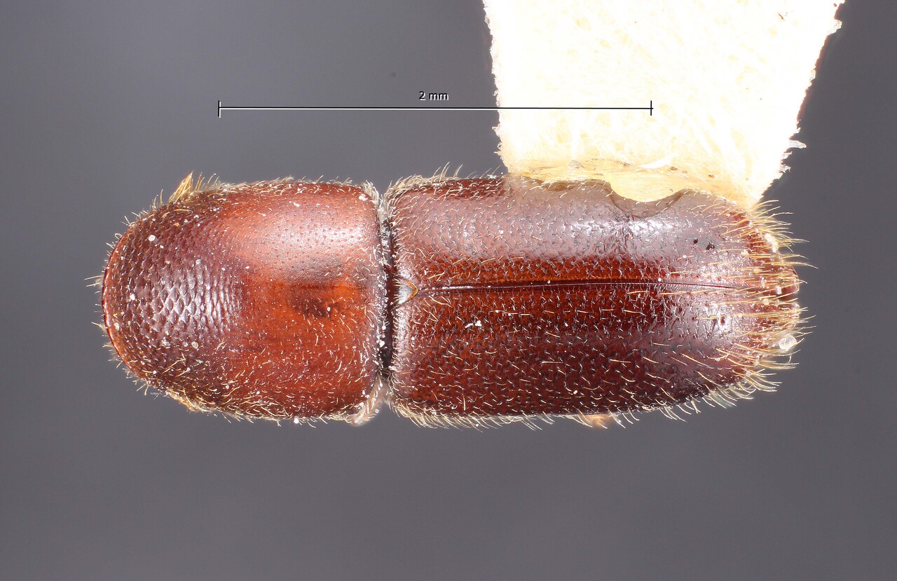 Genus / Species: Gnathotrichus obscurus | Image Author: TH Atkinson | Location: México, Veracruz, Xalapa | Collection: Texas A&M University Insect Collection