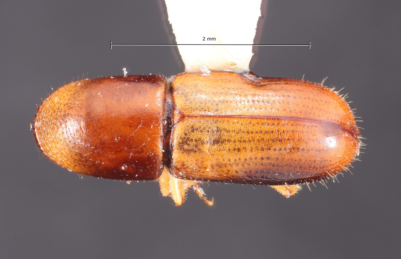 Genus / Species: Gnathotrichus omissus | Image Author: TH Atkinson | Location: Honduras, Francisco Morazán, El Zamorano | Collection: Texas A&M University Insect Collection