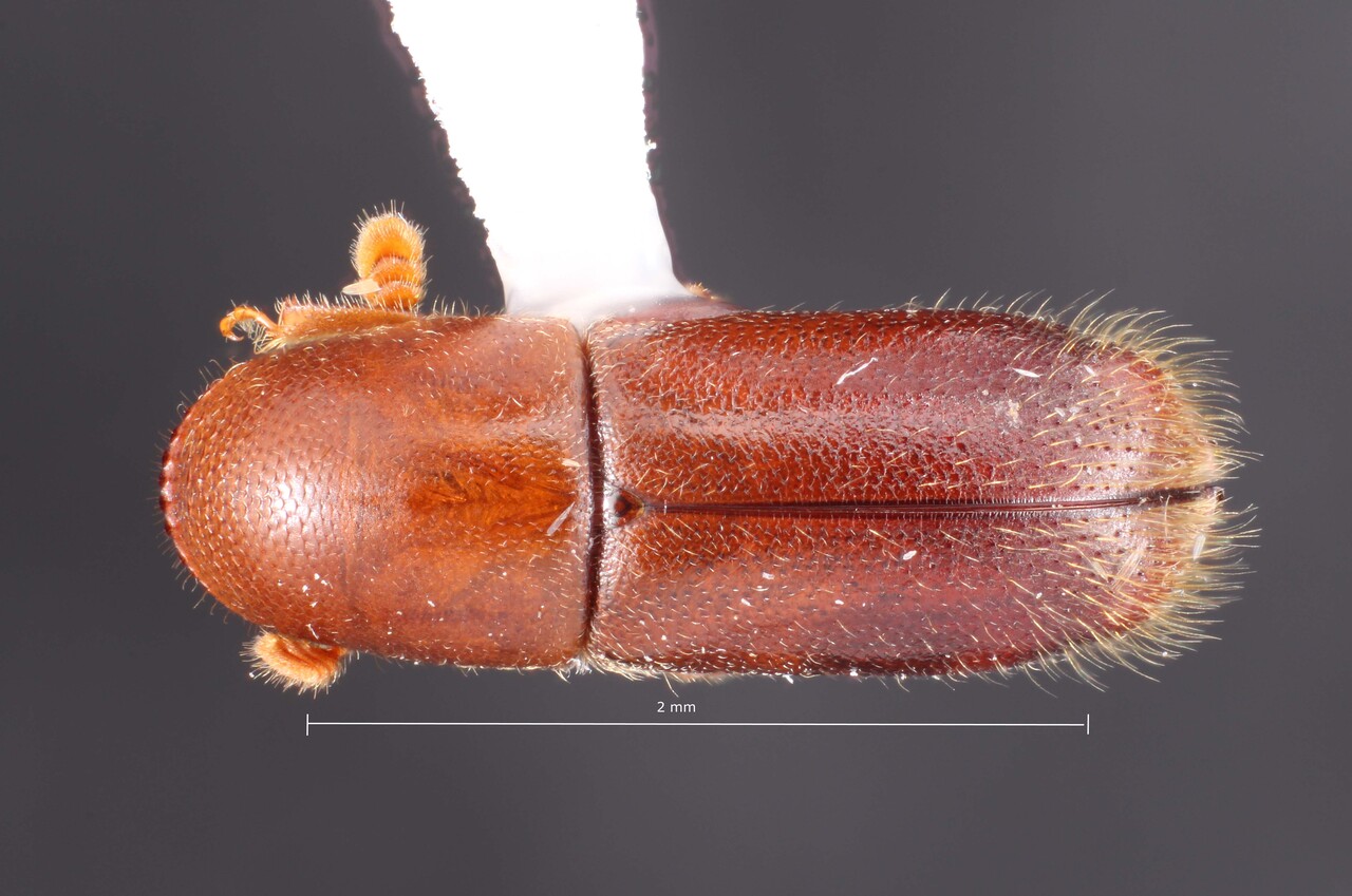 Genus / Species: Gnathotrichus primus | Image Author: TH Atkinson | Location: Honduras, Francisco Morazán, Cerro Uyuca | Collection: Florida State Collection of Arthropods