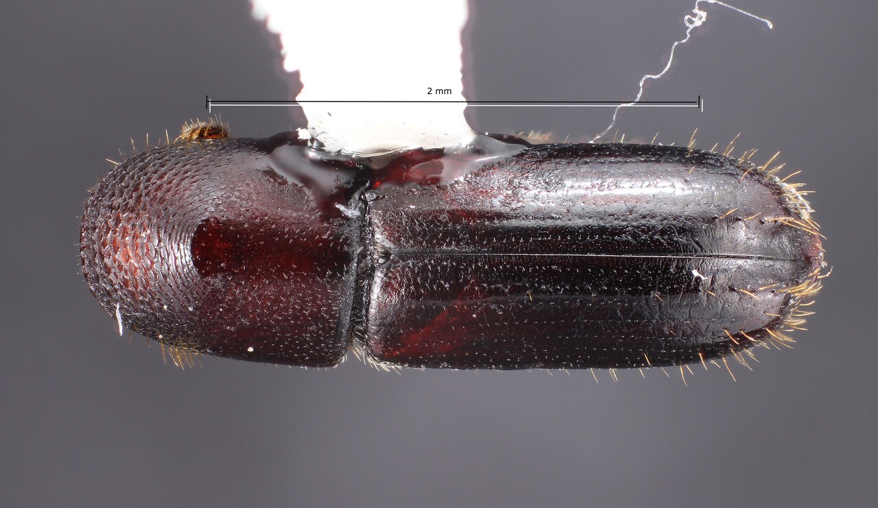 Genus / Species: Gnathotrichus retusus | Image Author: TH Atkinson | Location: United States, California, Eureka | Collection: University of Texas Insect Collection