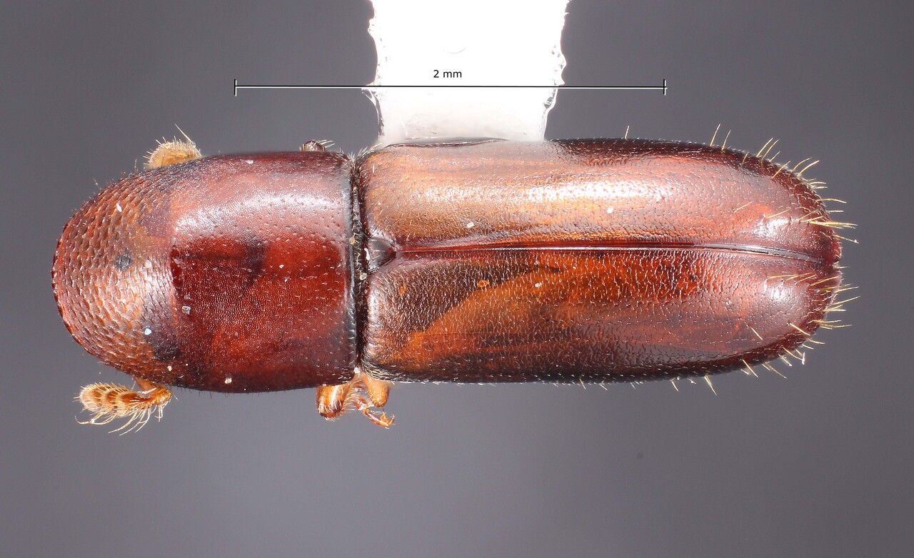 Genus / Species: Gnathotrichus sulcatus | Image Author: TH Atkinson | Location: United States, California, Blue Lake | Collection: University of Texas Insect Collection