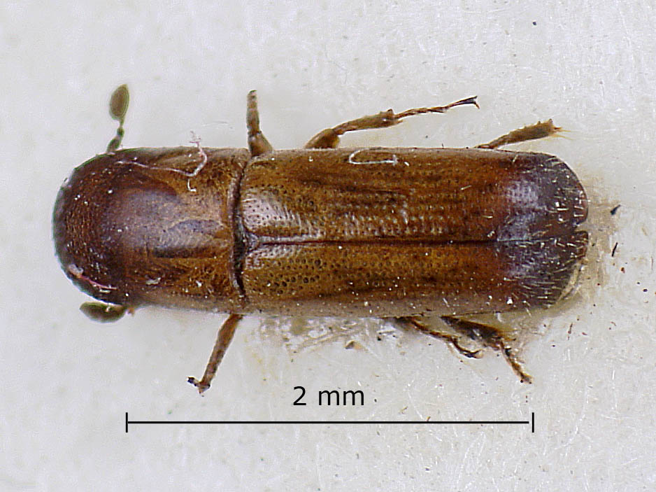 Genus / Species: Gnathotrupes bituberculatus | Image Author: LR Kirkendall | Location: Guatemala, Baja Verapaz, Purulhá | Image Type: lectotype | Collection: British Museum (Natural History)