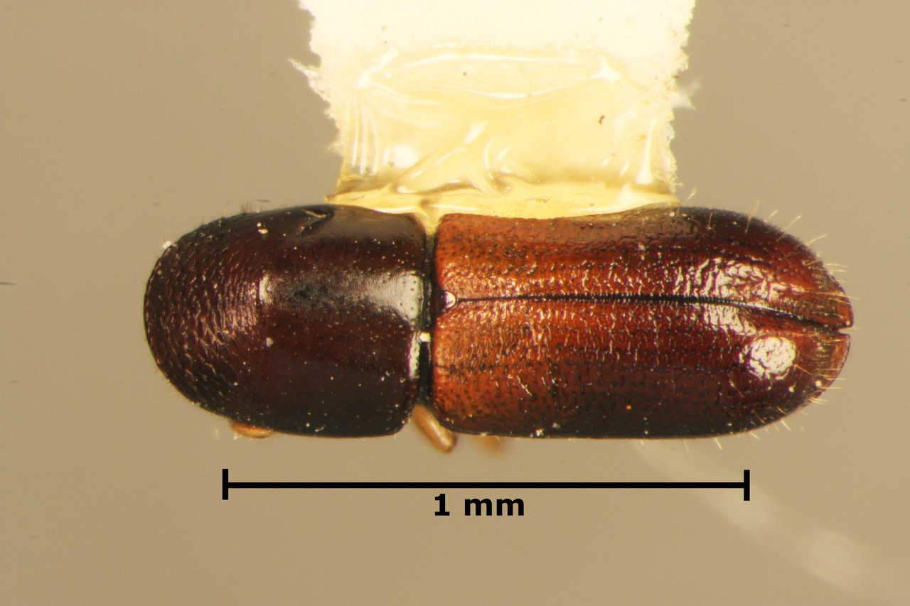 Genus / Species: Gnathotrichus perniciosus | Image Author: TH Atkinson | Location: Nicaragua, Nueva Segovia, Dipilto | Collection: Centro de Entomología y Acarología