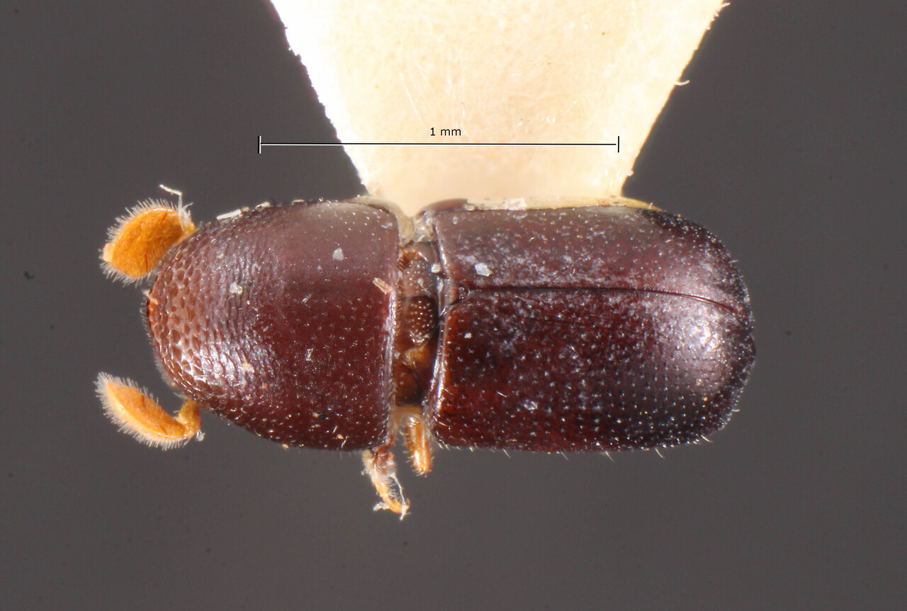 Genus / Species: Corthylus niger | Image Author: TH Atkinson | Location: Brazil, Santa Catarina, Nova Teutonia | Image Type: lectotype | Collection: Naturhistorisches Museum Wien