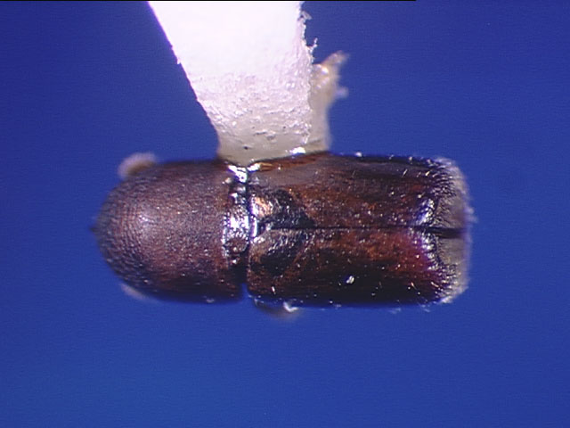 Genus / Species: Microcorthylus suggrandis | Image Author: SL Wood | Location: Brazil, Santa Catarina, Nova Teutonia | Collection: Naturhistorisches Museum Wien