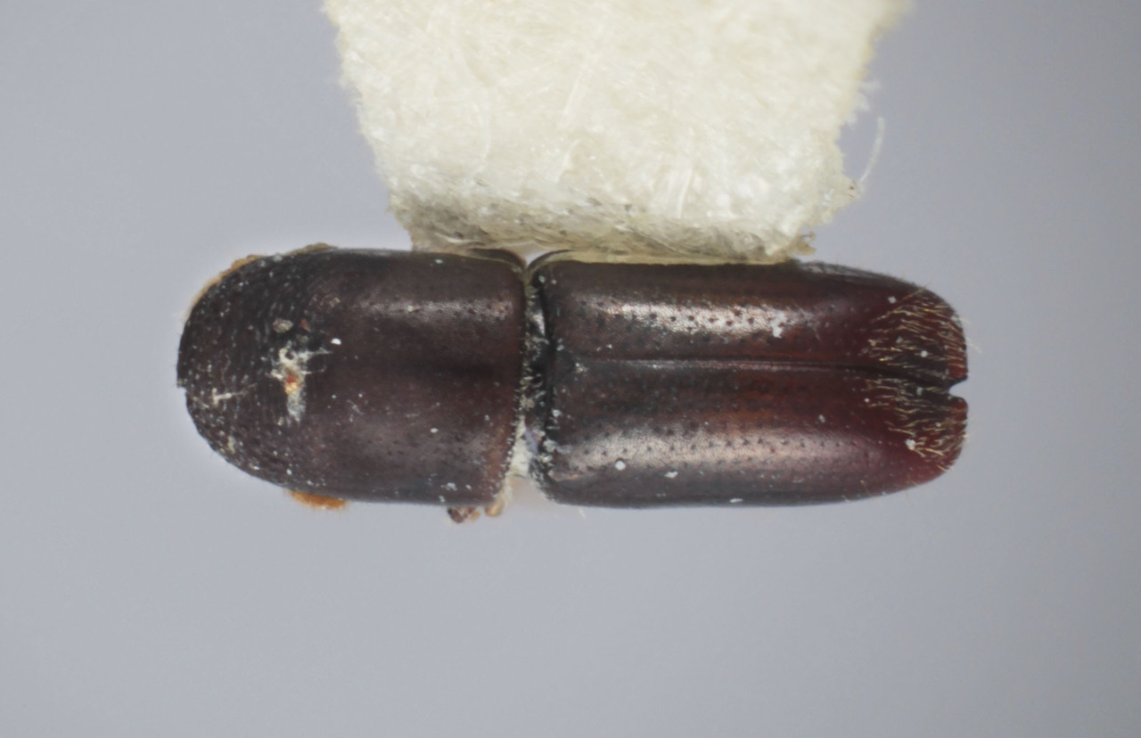 Genus / Species: Monarthrum aztecum | Image Author: T Litvak | Location: México, Veracruz, Xalapa | Collection: Entomology
