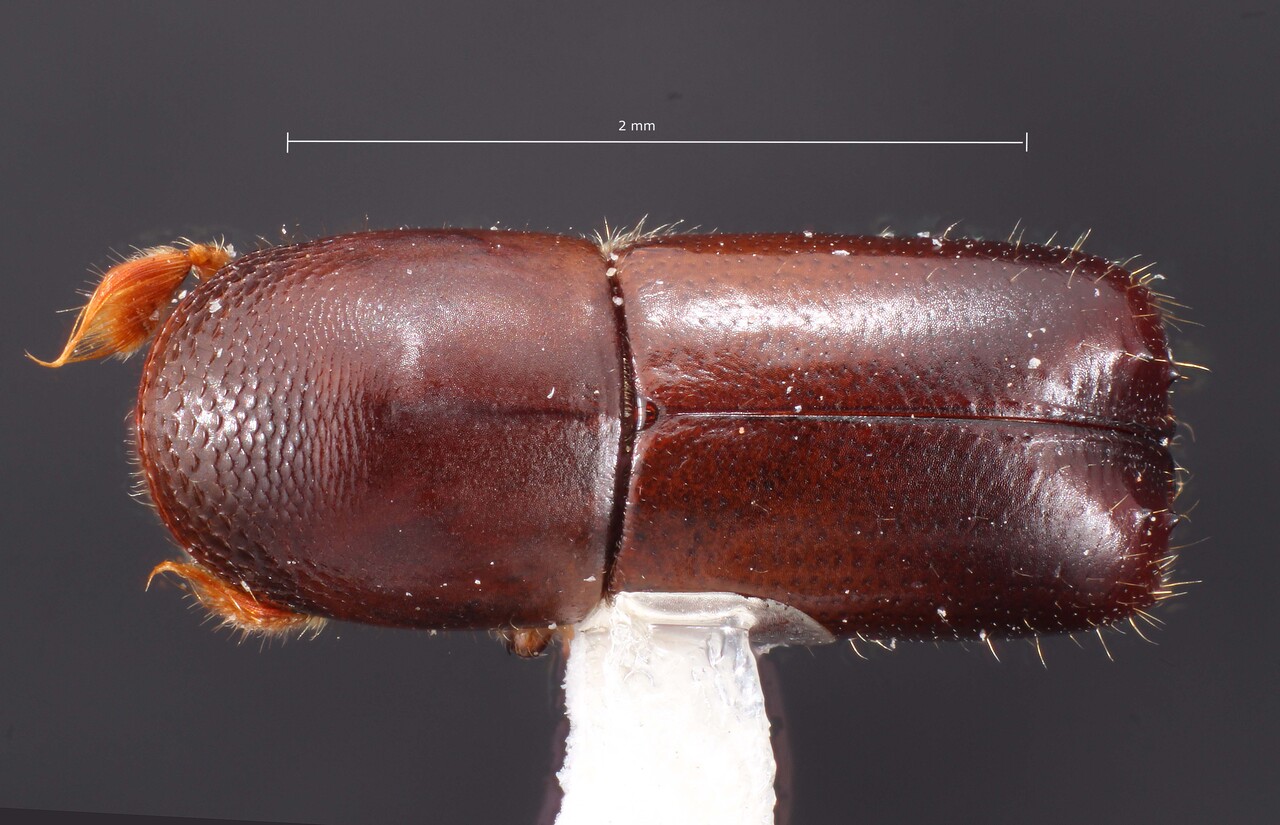 Genus / Species: Monarthrum bidens | Image Author: TH Atkinson | Location: México, Chiapas, Lagunas de  Montebello | Collection: Colección Entomológica