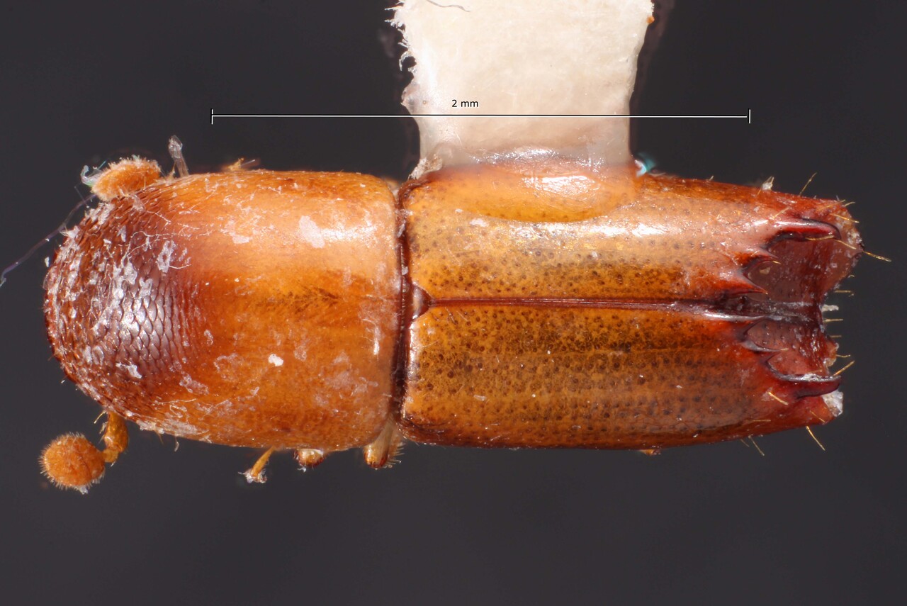 Genus / Species: Monarthrum bispinum | Image Author: TH Atkinson | Location: Panamá, Panamá, Cerro Campana | Collection: Texas A&M University Insect Collection