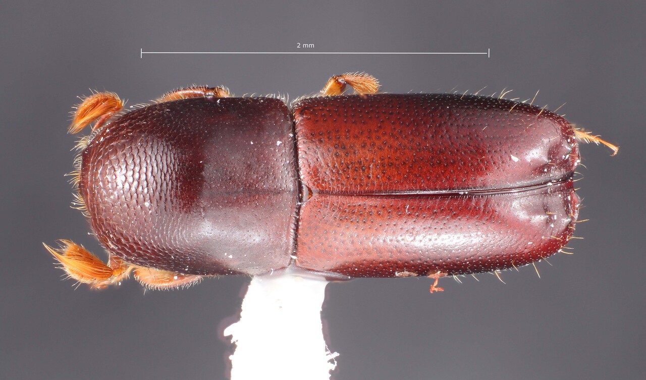 Genus / Species: Monarthrum consimile | Image Author: TH Atkinson | Location: México, Guerrero, Palo Blanco | Collection: Texas A&M University Insect Collection
