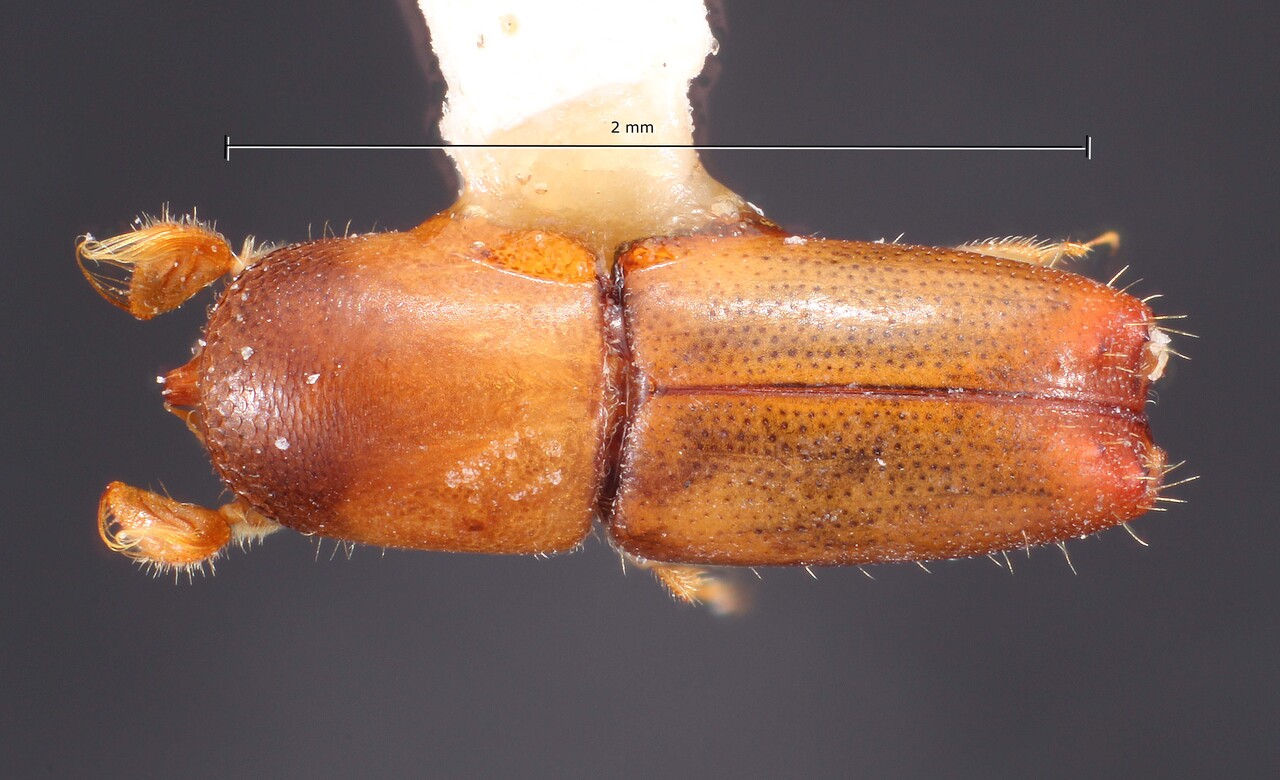 Genus / Species: Monarthrum fimbriaticorne | Image Author: TH Atkinson | Location: Costa Rica, San José, San José | Collection: Texas A&M University Insect Collection