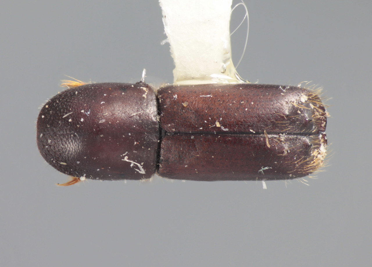 Genus / Species: Monarthrum furnissi | Image Author: T Litvak | Location: México, Tlaxcala, Villareal | Collection: Entomology