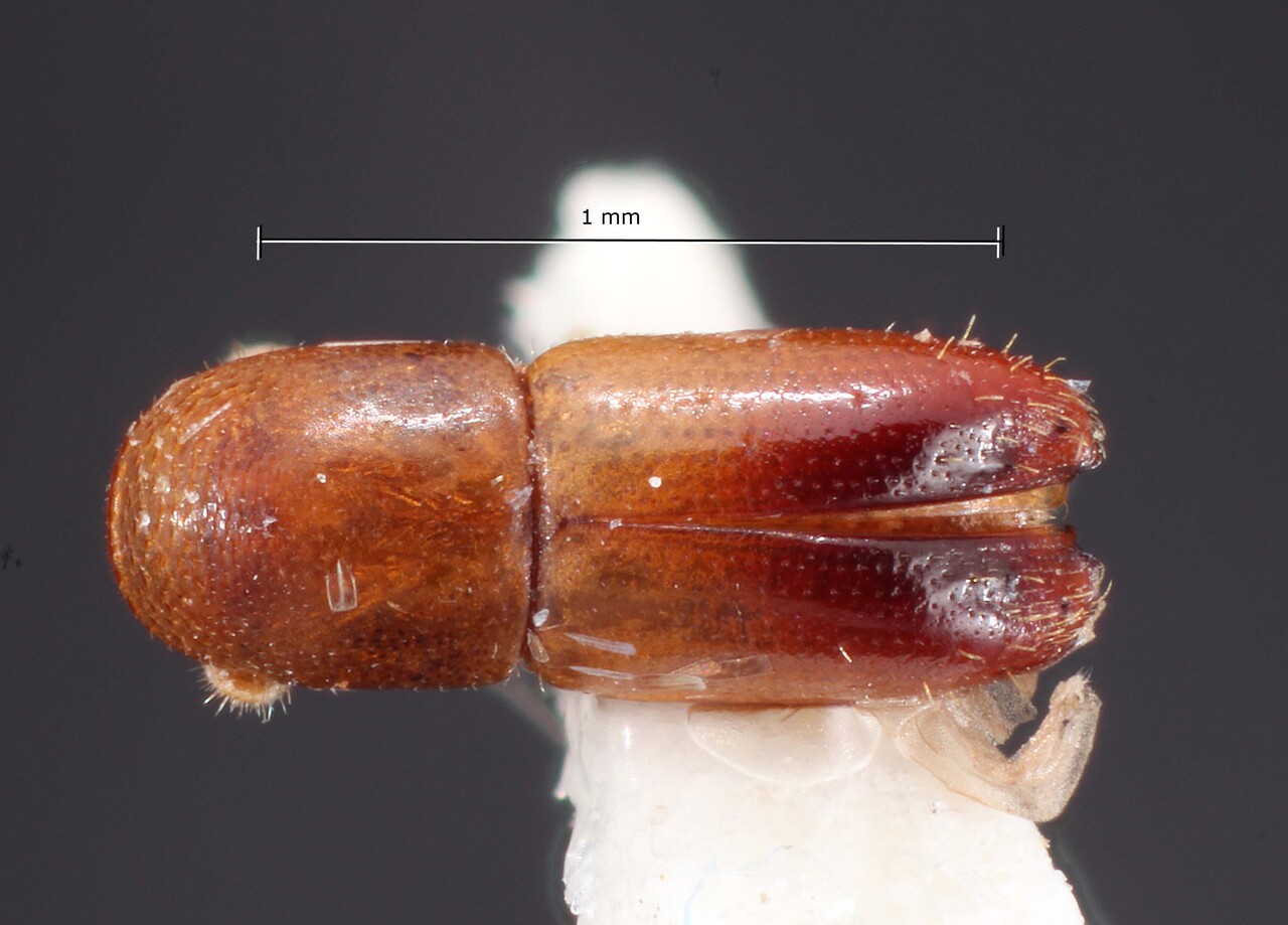 Genus / Species: Monarthrum gracilior | Image Author: TH Atkinson | Location: Panamá, Panamá, Ft. Clayton, Albrook Forest | Collection: University of Texas Insect Collection