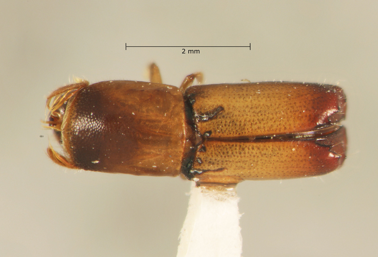 Genus / Species: Monarthrum lobatum | Image Author: TH Atkinson | Location: Venezuela, Mérida, Mérida | Collection: Texas A&M University Insect Collection