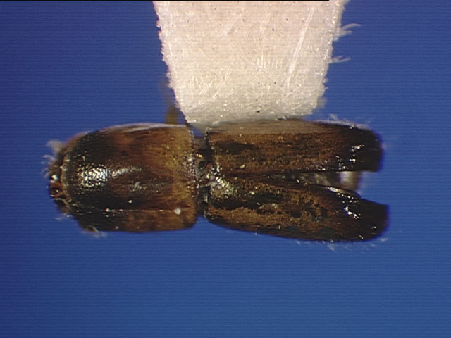 Genus / Species: Monarthrum lobellum | Image Author: SL Wood | Location: México, Veracruz, Xalapa | Image Type: holotype | Collection: Entomology