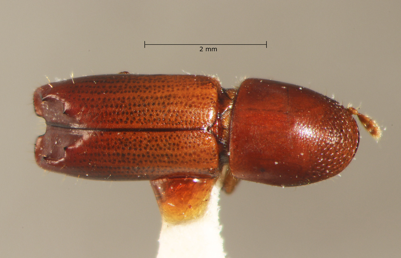 Genus / Species: Monarthrum nevermanni | Image Author: TH Atkinson | Location: Panamá, Chiriquí, Respingo, 1 km S, Volcán Barú | Collection: Texas A&M University Insect Collection