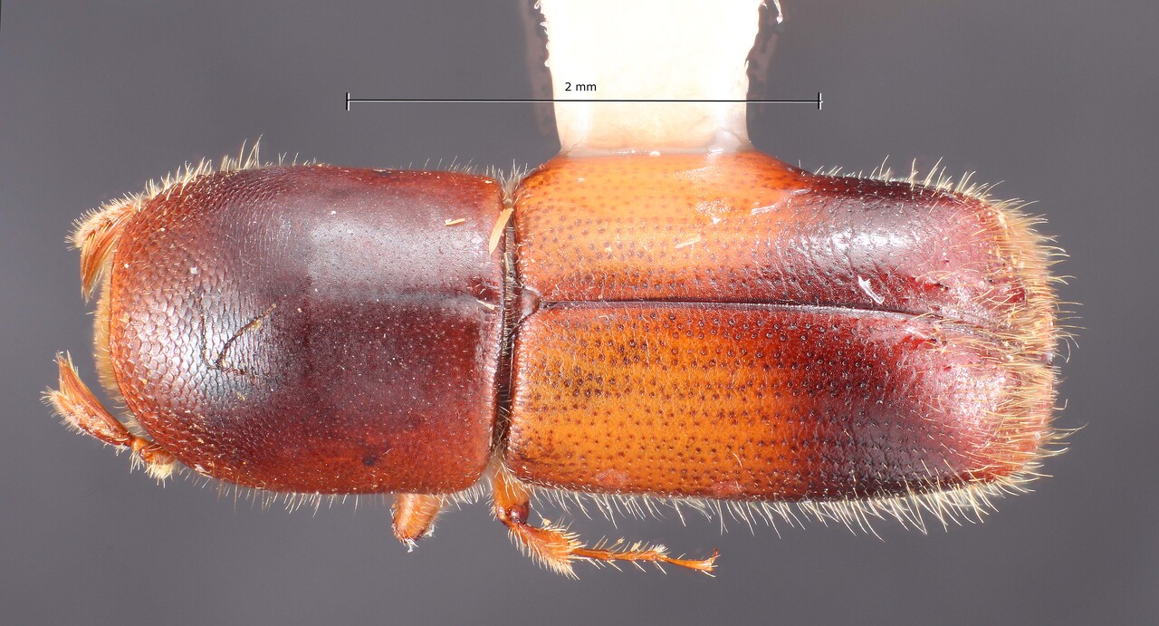 Genus / Species: Monarthrum quercicolens | Image Author: TH Atkinson | Location: Panamá, Chiriquí, Sta. Clara, N | Collection: Texas A&M University Insect Collection