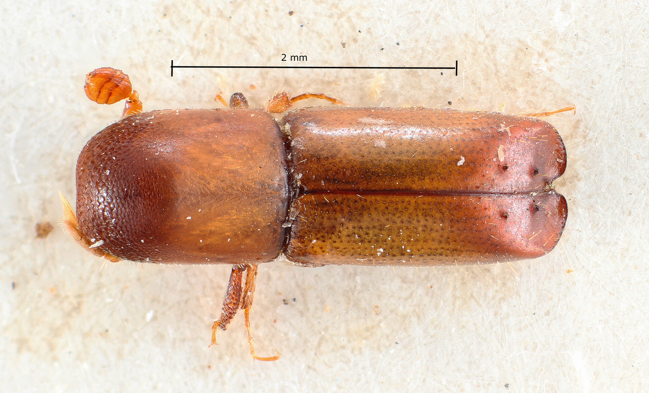 Genus / Species: Monarthrum quercivorum | Image Author: TH Atkinson | Location: El Salvador, Santa Ana, Metapán | Image Type: allotype | Collection: Naturhistorisches Museum Wien