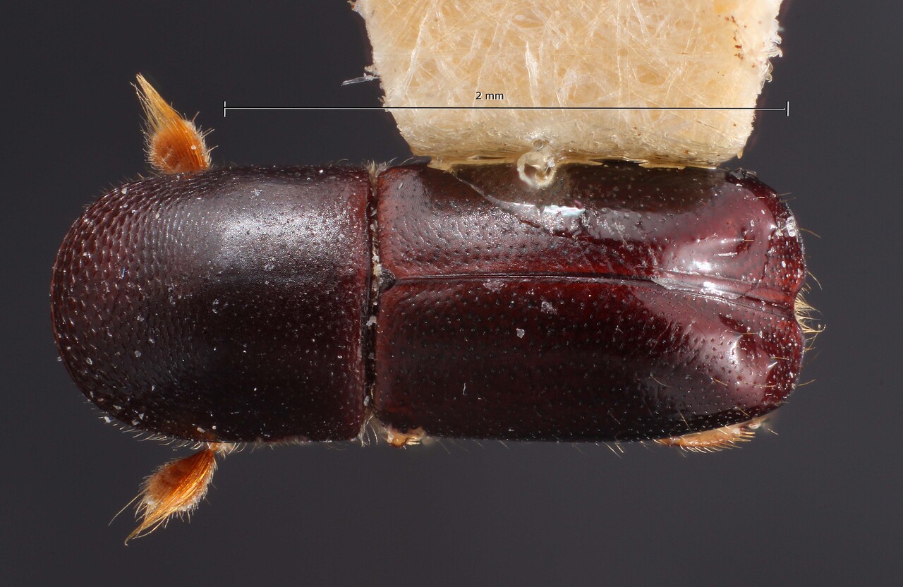 Genus / Species: Monarthrum robustum | Image Author: TH Atkinson | Location: México, Veracruz, Xalapa | Collection: Texas A&M University Insect Collection