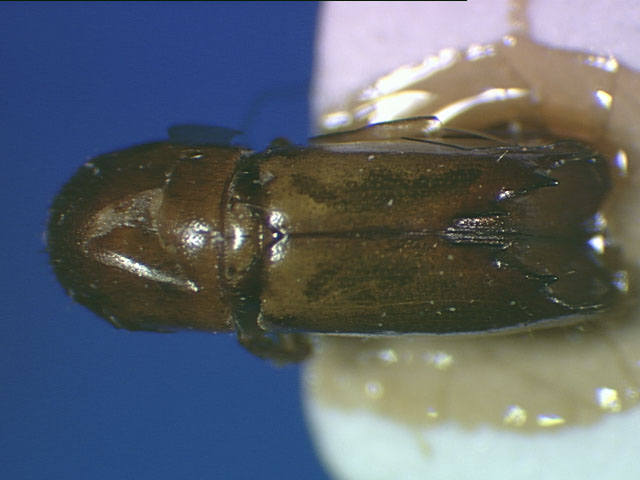 Genus / Species: Monarthrum sulcipenne | Image Author: SL Wood | Location: Perú, Cusco, Torentoy Canyon | Collection: Naturhistorisches Museum Wien