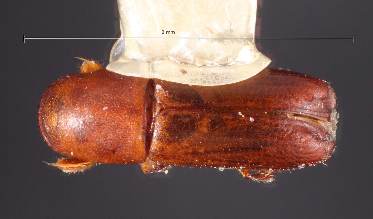 Genus / Species: Monarthrum tuberculatum | Image Author: TH Atkinson | Location: México, México, Amecameca | Collection: Texas A&M University Insect Collection