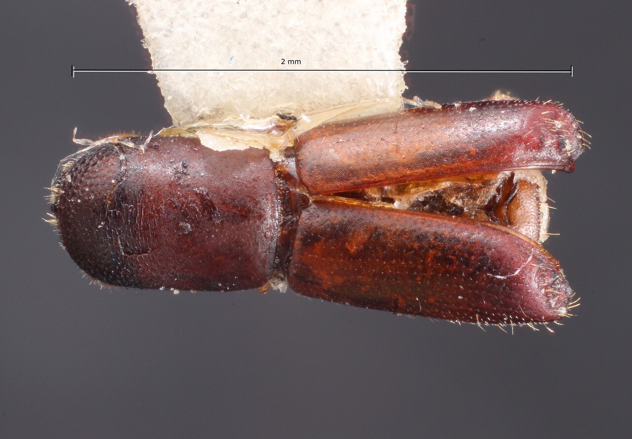 Genus / Species: Monarthrum xalapensis | Image Author: TH Atkinson | Location: México, Veracruz, Xalapa | Collection: Texas A&M University Insect Collection