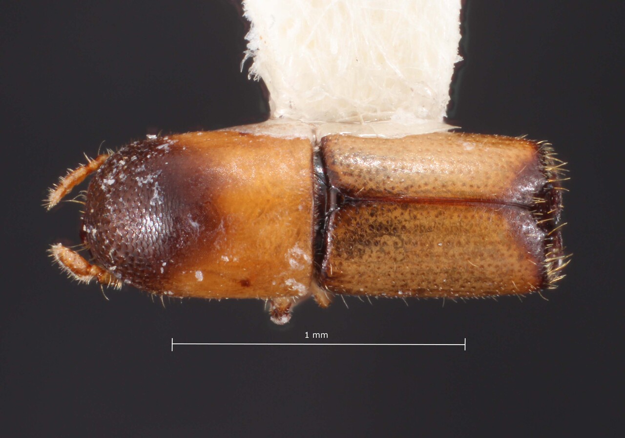 Genus / Species: Monarthrum egenum | Image Author: TH Atkinson | Location: Costa Rica, Heredia, La Selva Biol. Sta., 3 km S Pto. Viejo | Collection: Texas A&M University Insect Collection