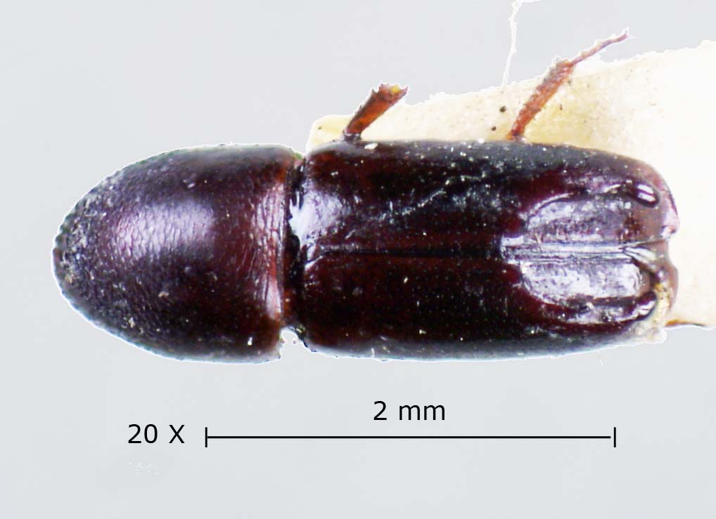 Genus / Species: Tricolus ovicollis | Image Author: LR Kirkendall | Location: Guatemala, Quetzaltenango, Cerro Zunil | Image Type: holotype | Collection: British Museum (Natural History)