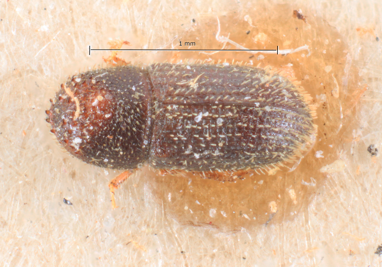 Genus / Species: Hypothenemus eruditus | Image Author: TH Atkinson | Location: Argentina, Buenos Aires, Tigre | Image Type: paratype | Collection: Museo de la Plata