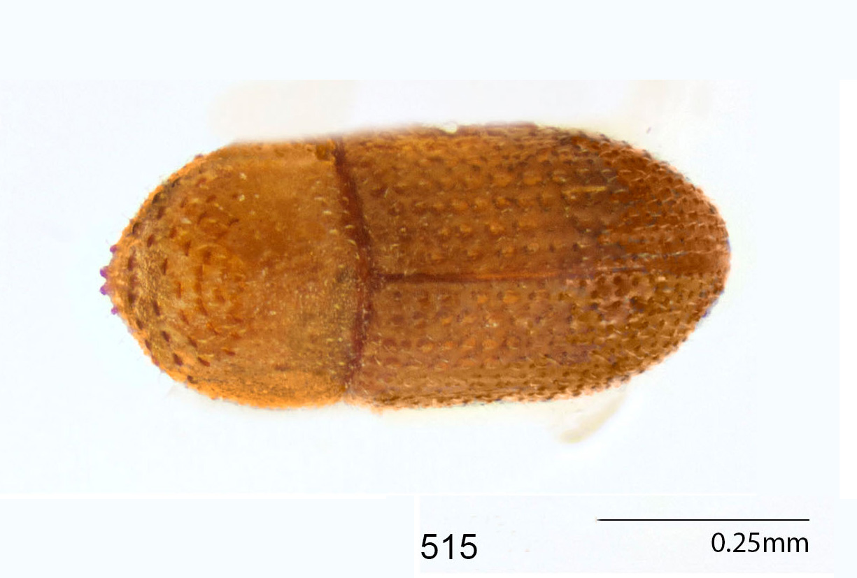 Genus / Species: Microsomus atomus | Image Author: DE Bright | Location: Virgin Islands (US), St. Croix | Image Type: holotype | Collection: Canadian National Collection of Insects, Arachnids and Nematodes