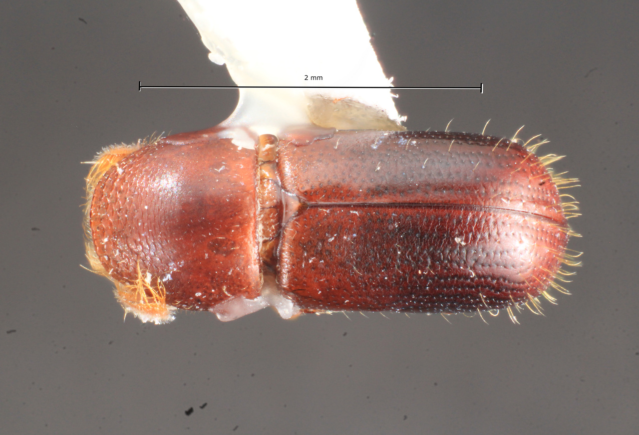 Genus / Species: Corthylus alpestris | Image Author: TH Atkinson | Location: Rep. Dominicana, Independencia, Sierra de Neiba | Image Type: holotype | Collection: Carnegie Museum of Natural History