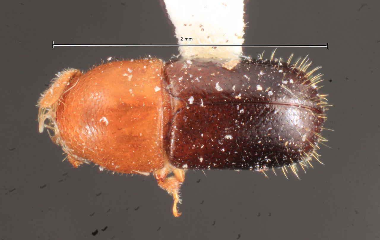 Genus / Species: Corthylus versicolor | Image Author: TH Atkinson | Location: Rep. Dominicana, Puerto Plata, Pico El Murazo | Image Type: paratype | Collection: Carnegie Museum of Natural History