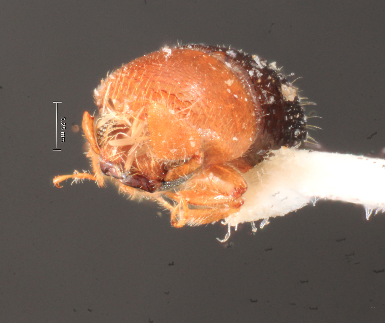 Genus / Species: <i>Corthylus versicolor</i> | Image Author: TH Atkinson | Location: Rep. Dominicana, Puerto Plata, Pico El Murazo | Image Type: paratype | Collection: Carnegie Museum of Natural History