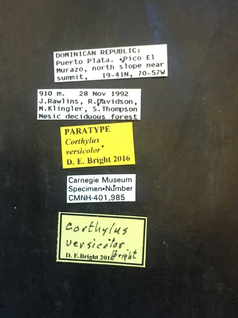 Genus / Species: <i>Corthylus versicolor</i> | Image Author: TH Atkinson | Location: Rep. Dominicana, Puerto Plata, Pico El Murazo | Image Type: paratype | Collection: Carnegie Museum of Natural History