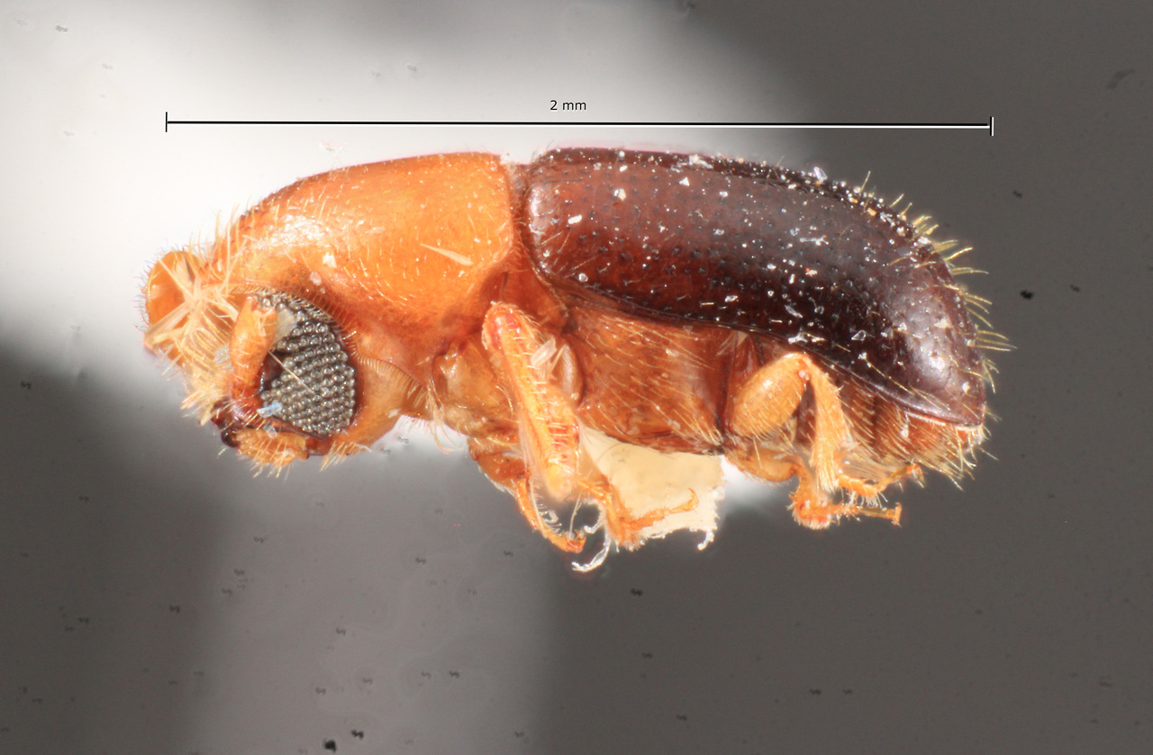 Genus / Species: <i>Corthylus versicolor</i> | Image Author: TH Atkinson | Location: Rep. Dominicana, Puerto Plata, Pico El Murazo | Image Type: paratype | Collection: Carnegie Museum of Natural History