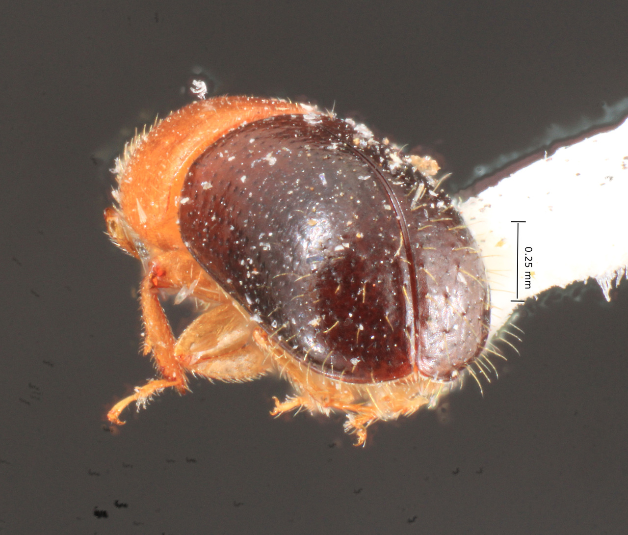 Genus / Species: <i>Corthylus versicolor</i> | Image Author: TH Atkinson | Location: Rep. Dominicana, Puerto Plata, Pico El Murazo | Image Type: paratype | Collection: Carnegie Museum of Natural History